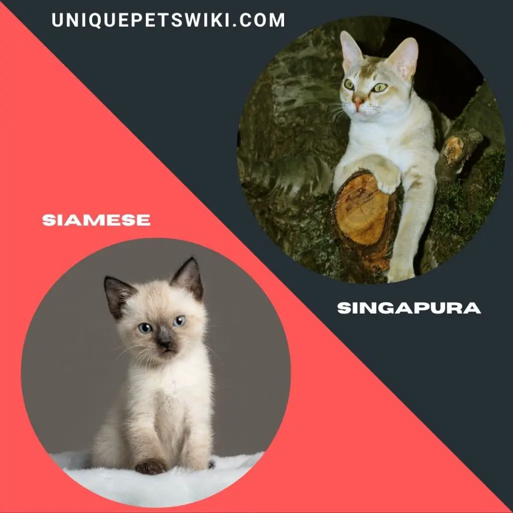 Siamese and Singapura small kitten breeds