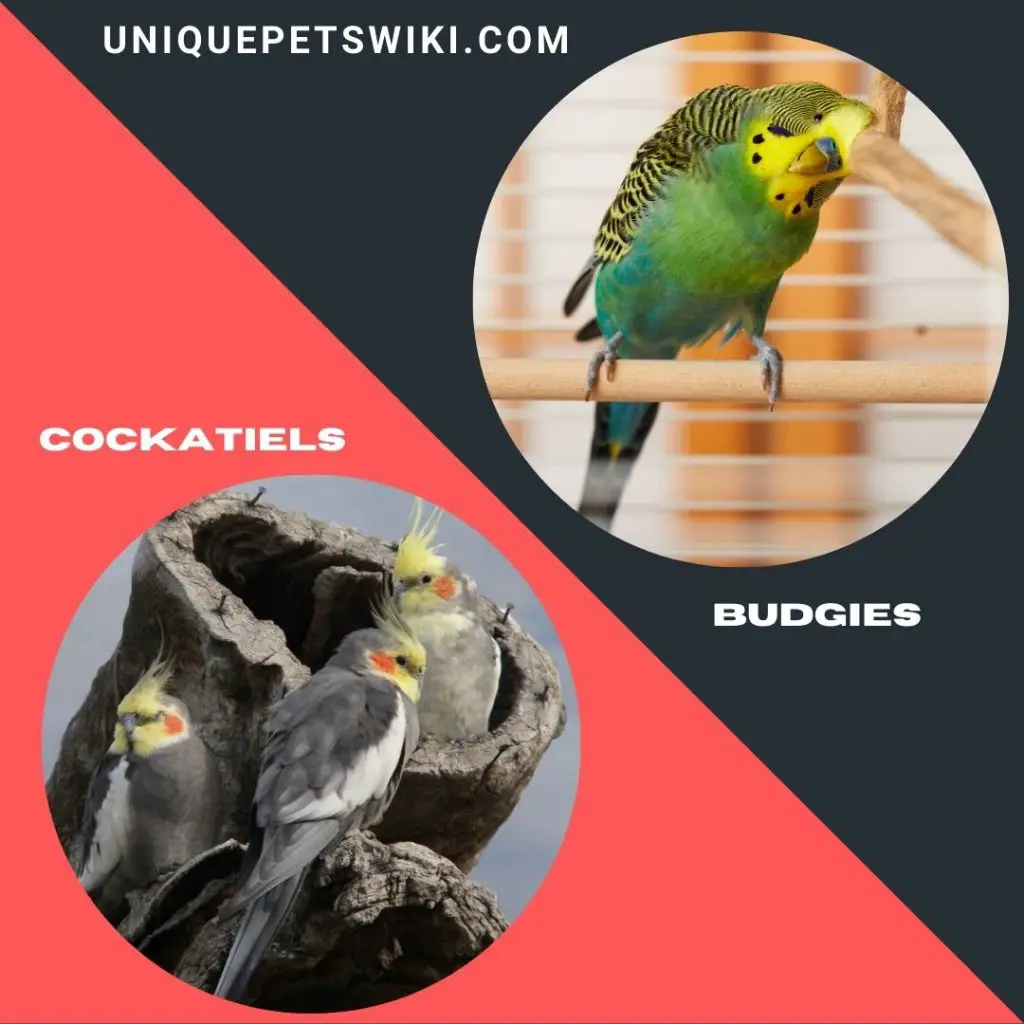 Best Beginner Friendly Pet Birds