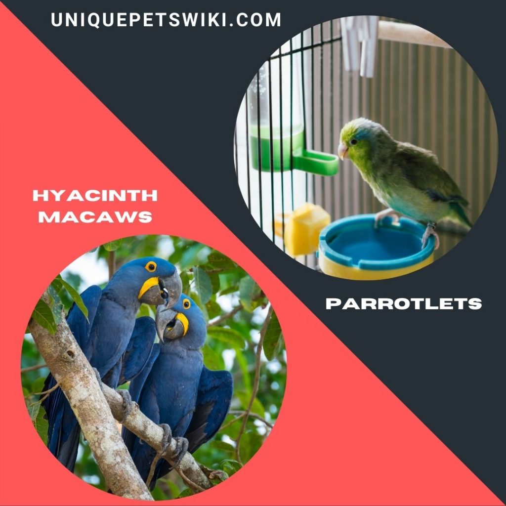 Hyacinth Macaws and Parrotlets