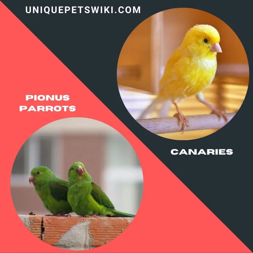 Pionus Parrots and Canaries