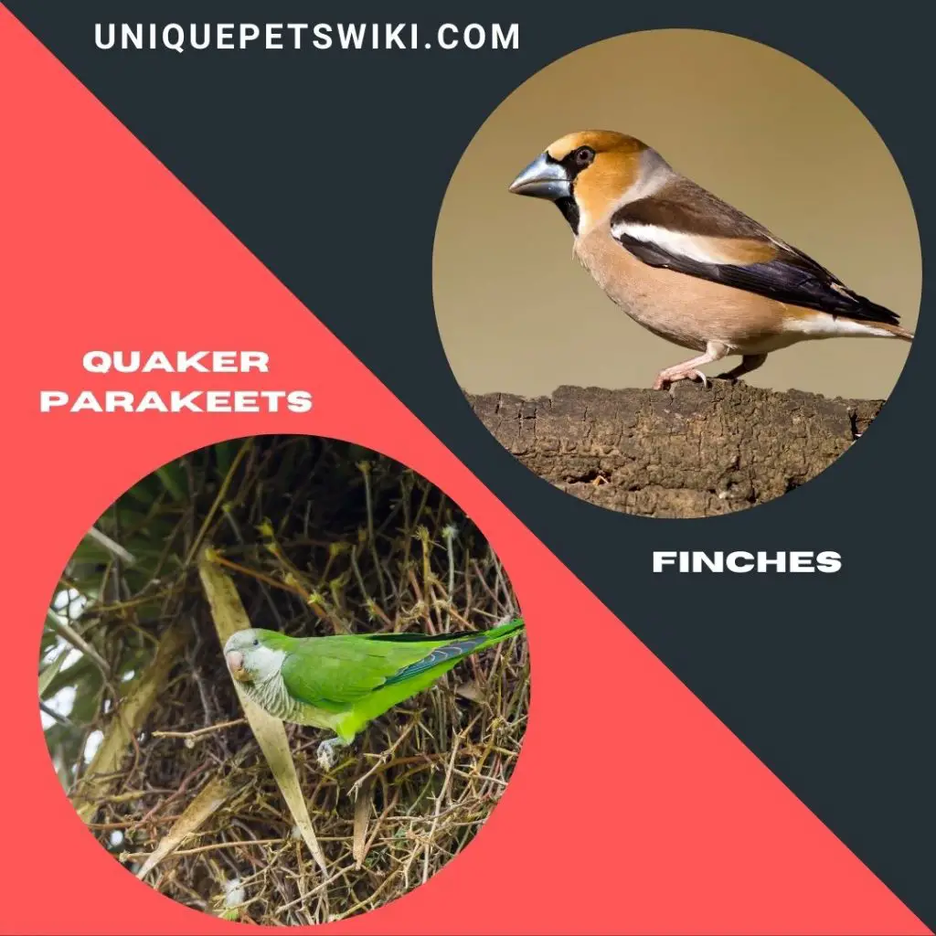 Quaker Parakeets and Finches