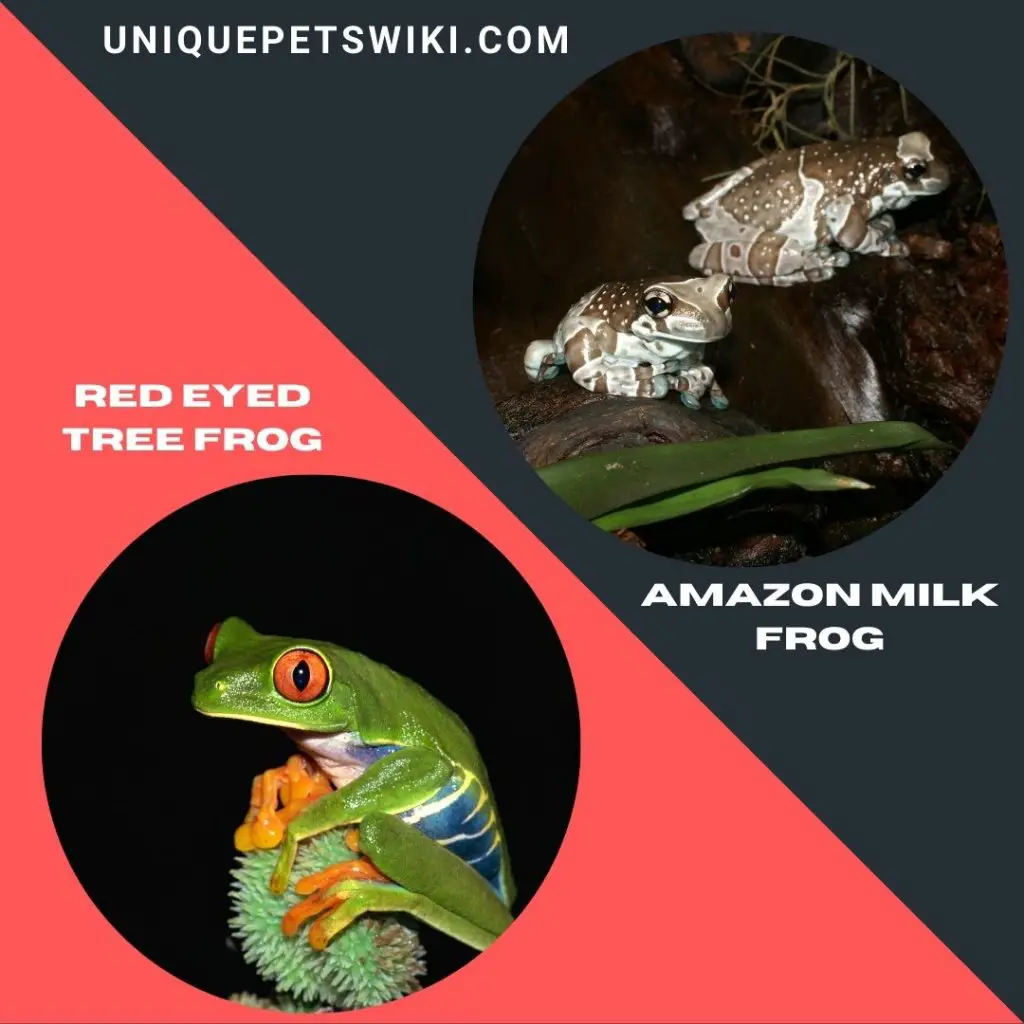 A pair of Amazon Milk Frog and Red Eyed Tree Frog