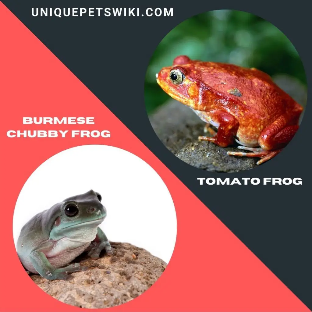 Burmese Chubby Frog and Tomato Frog