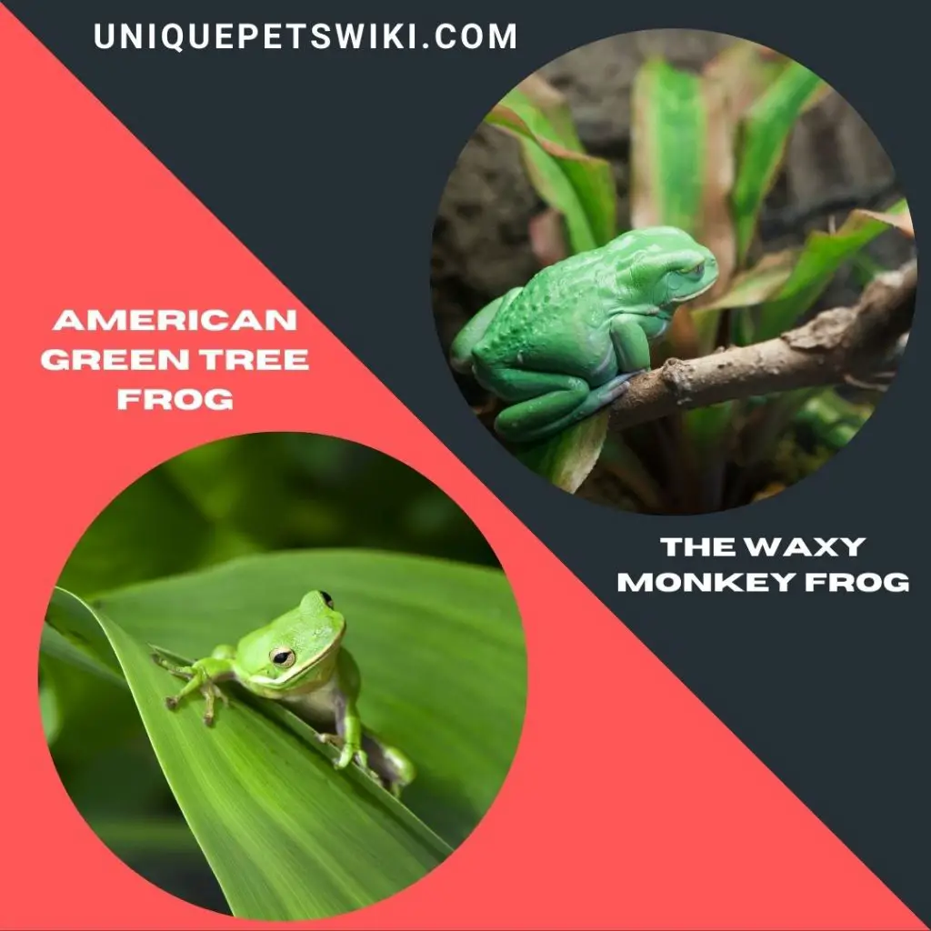 American Green Tree Frog and The Waxy Monkey Frog