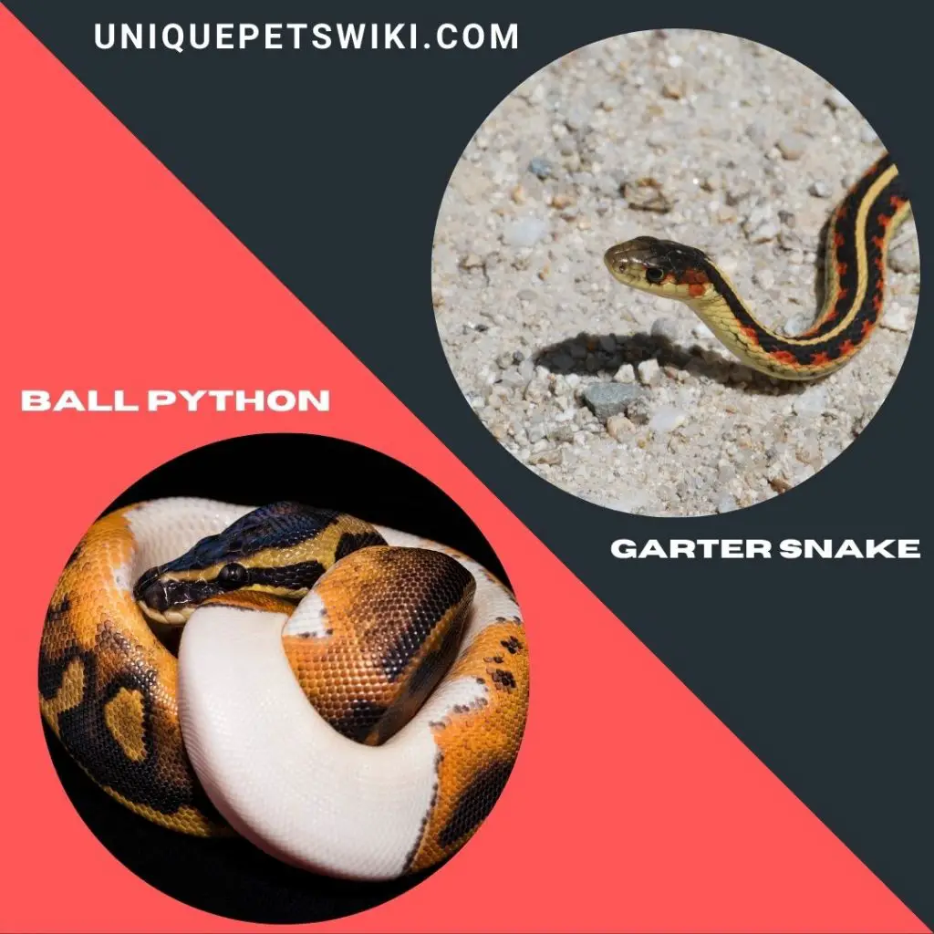 Ball Python and Garter Snake