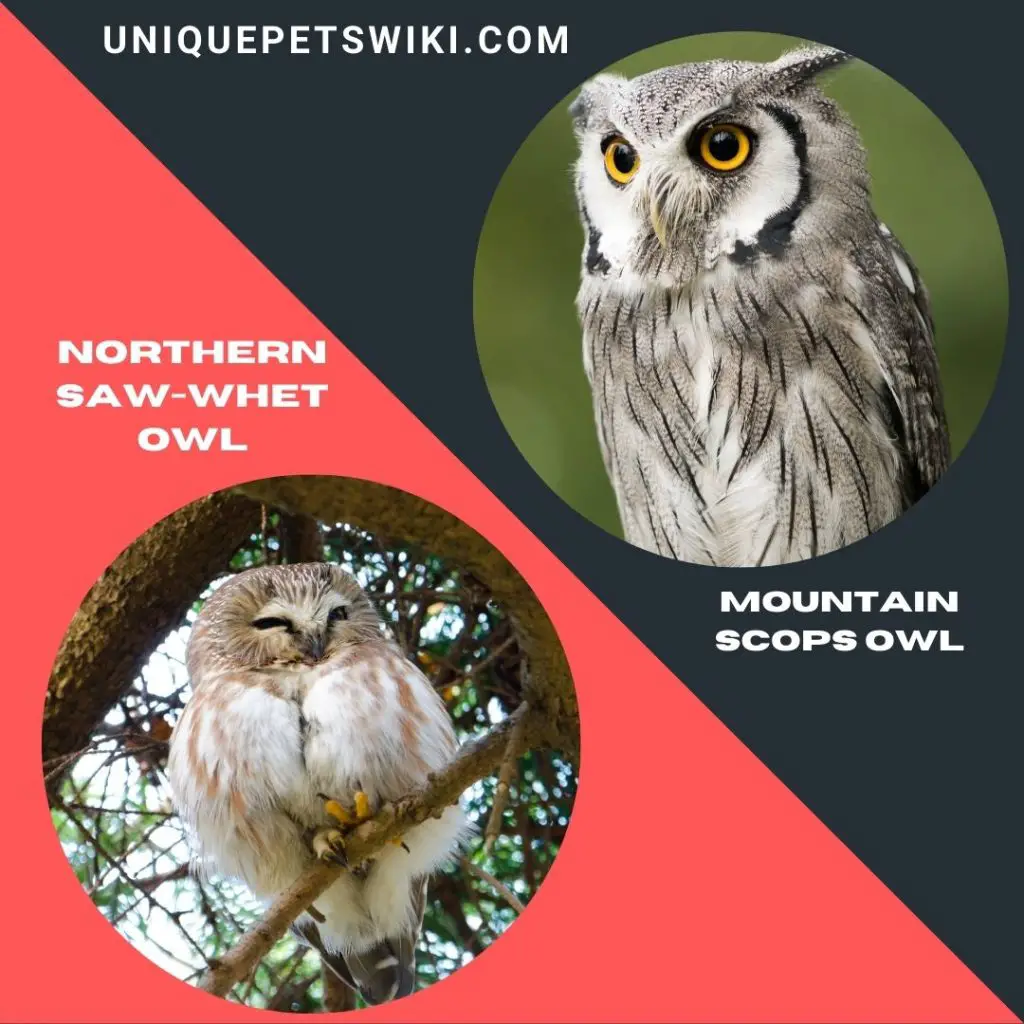 Northern Saw-Whet Owl and Mountain Scops Owl breeds