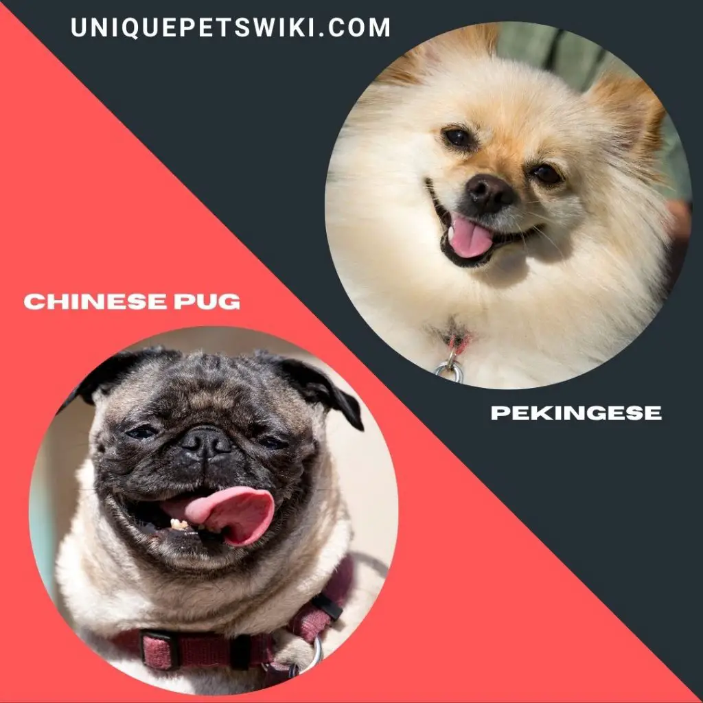 Pug and Pekingese breeds of small Chinese dogs