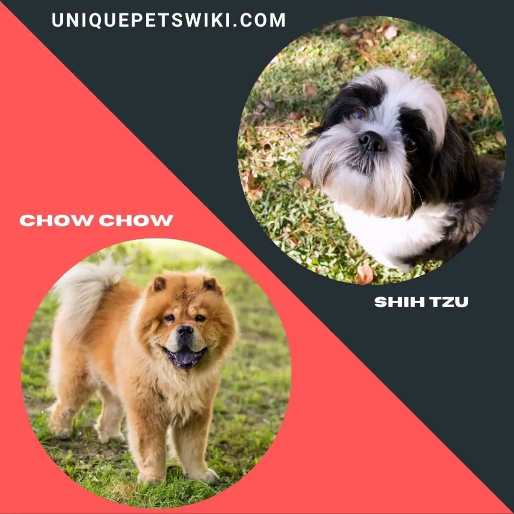 Chow Chow and Shih Tzu Chinese dog breeds