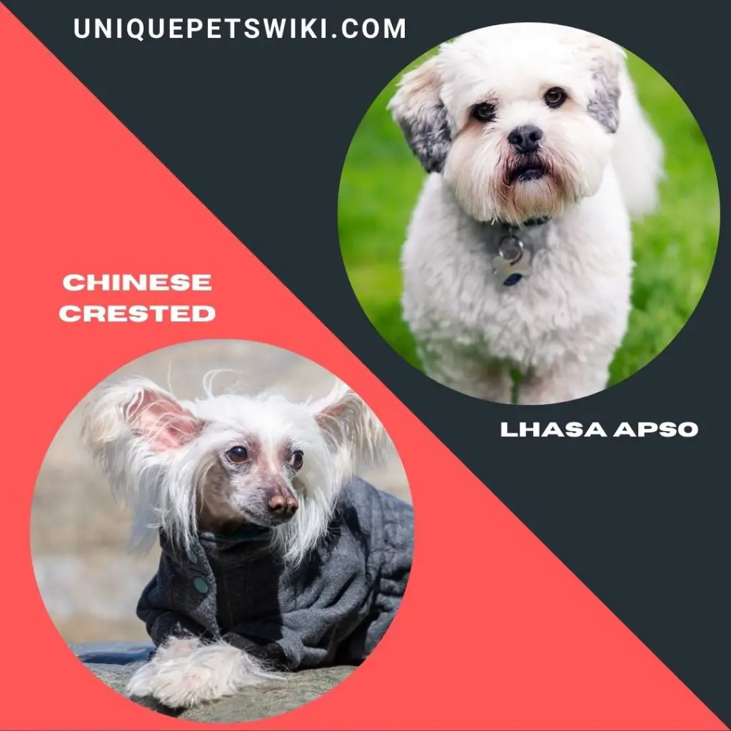 Chinese Crested and Lhasa Apso 