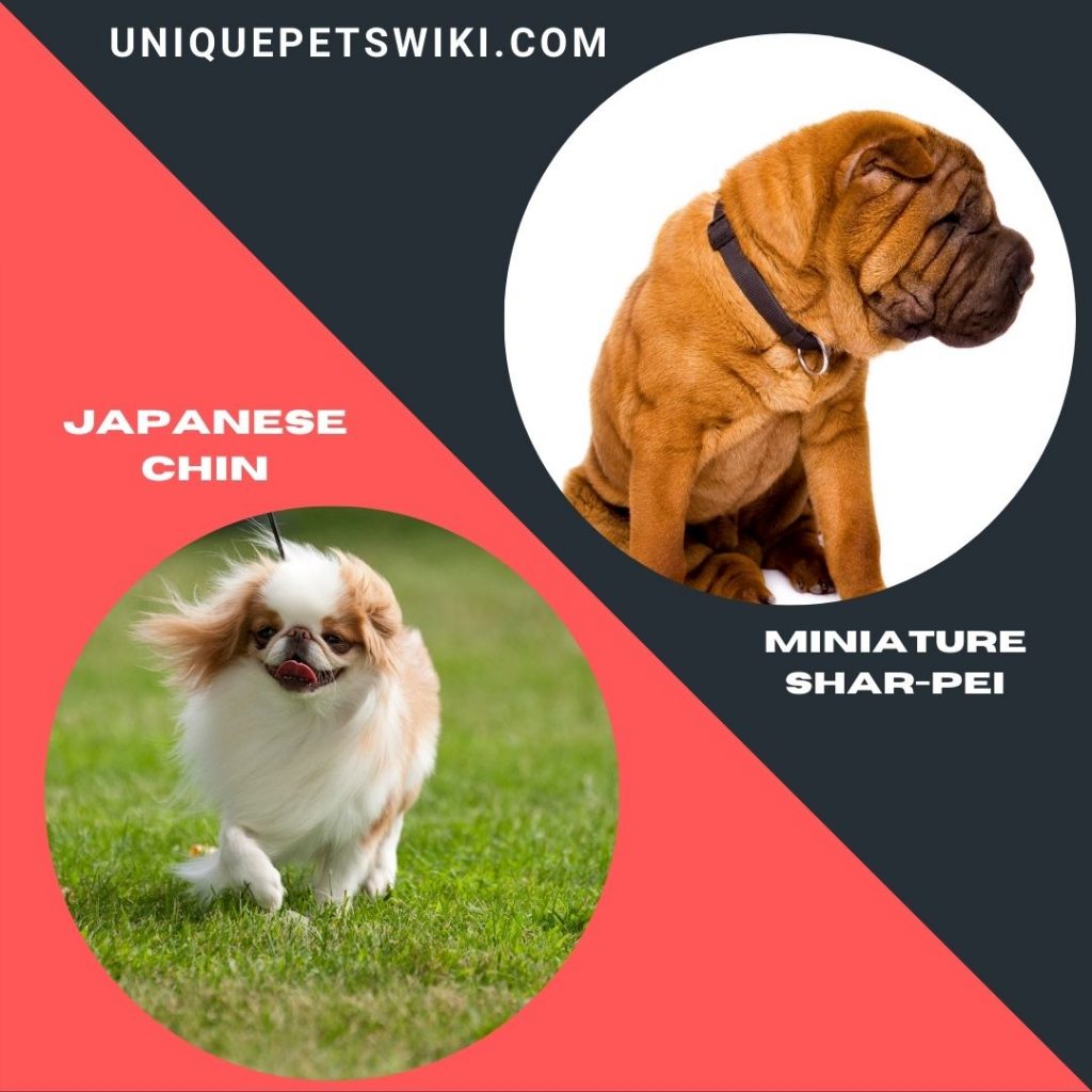 Japanese Chin and Miniature Shar-Pei