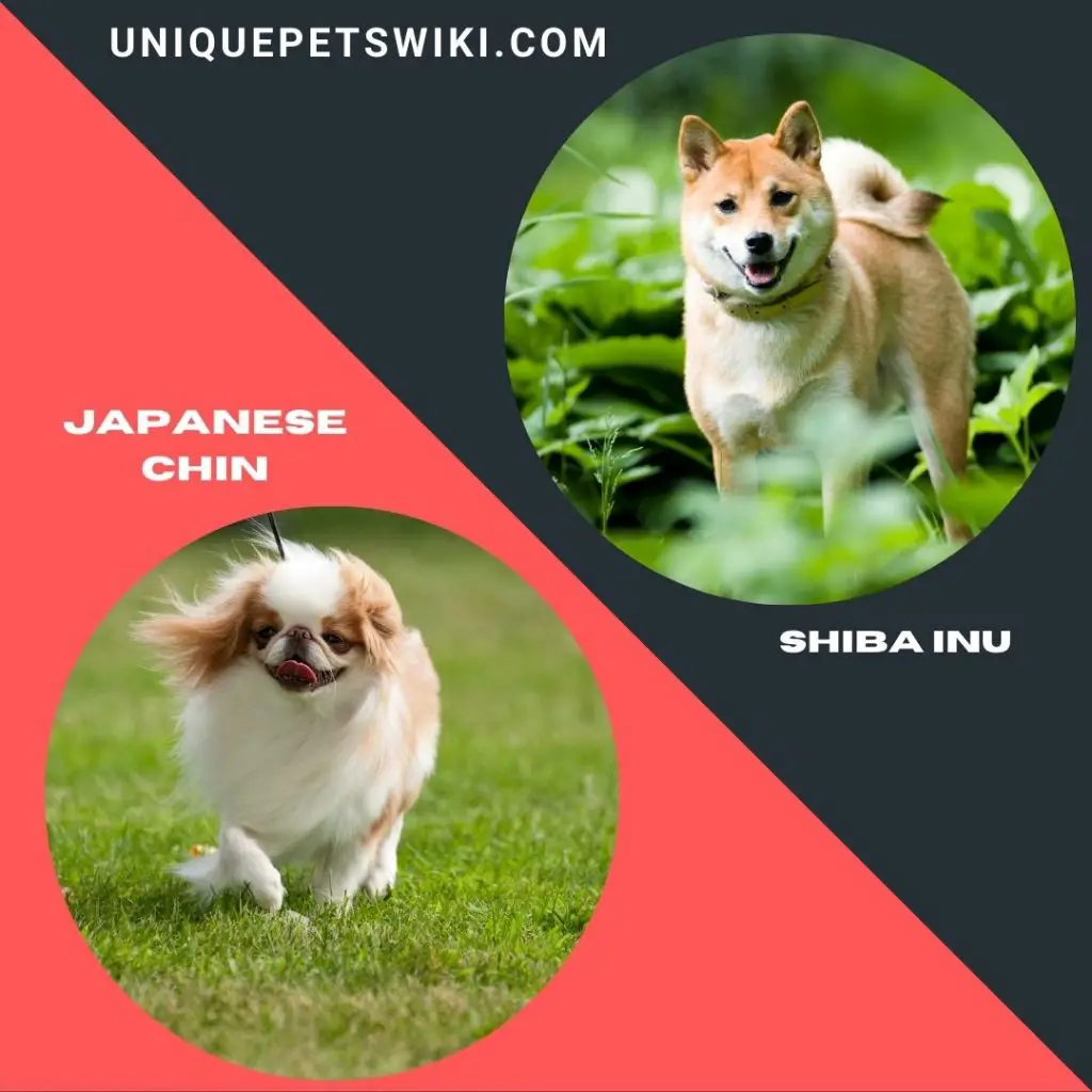 Shiba Inu and Japanese Chin small dog breeds that don't bark