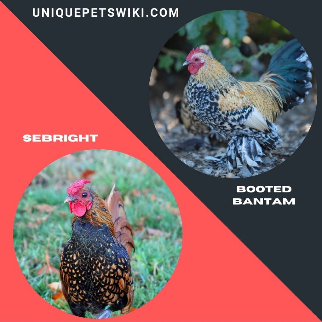 Booted Bantam and Sebright small bantam breeds