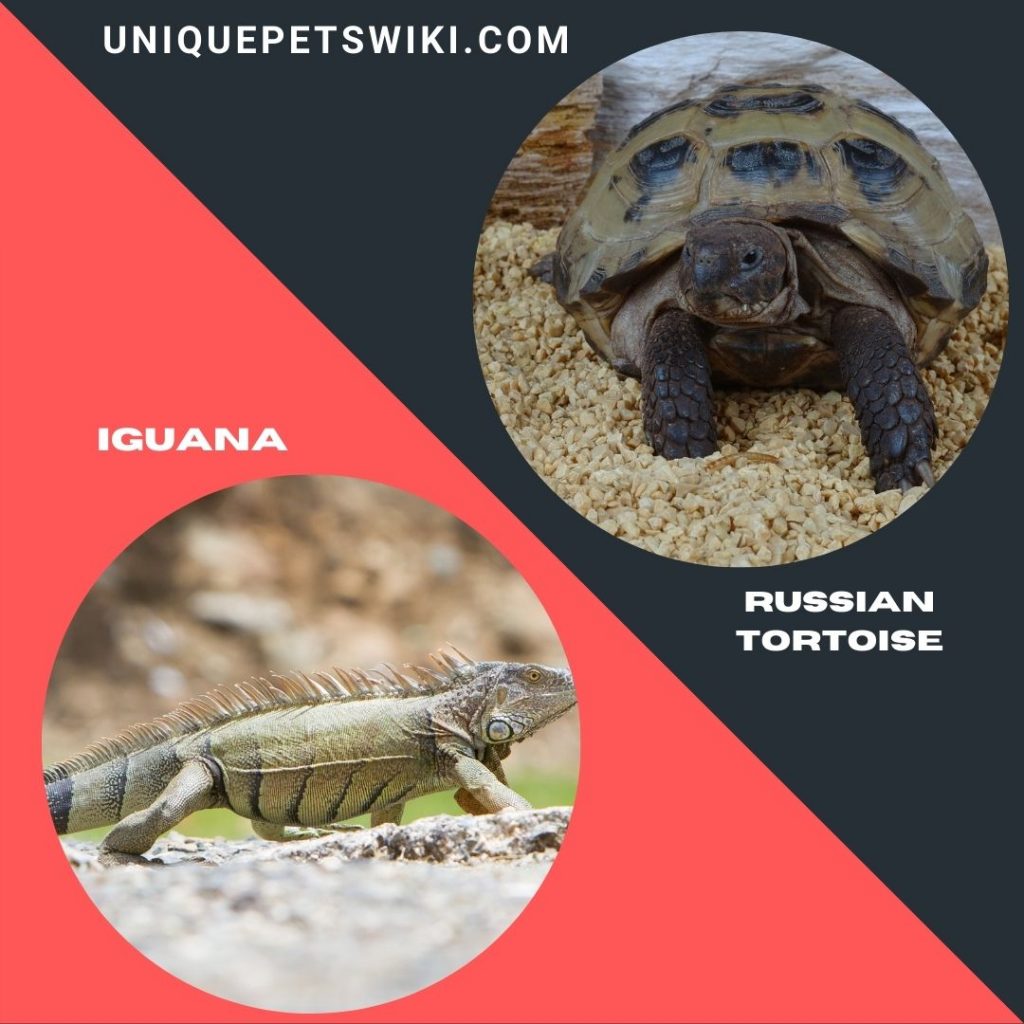 Iguanas and Russian tortoise