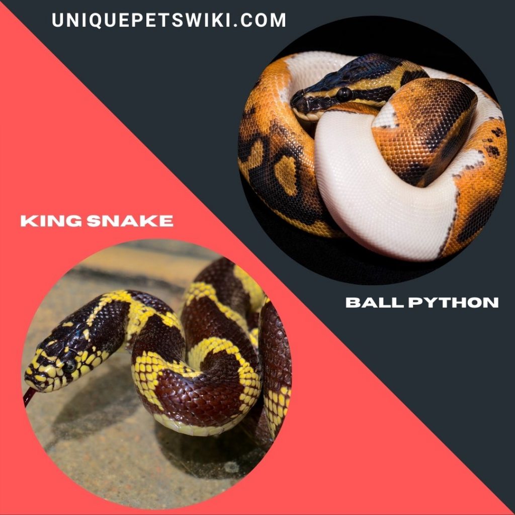 King Snake and ball python