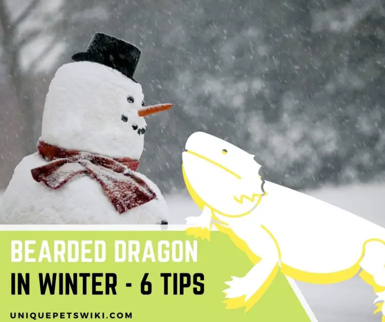 What Happens When Bearded Dragons Get Too Cold? 2 Facts Exposed