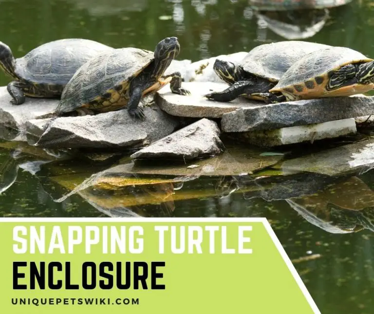 Snapping Turtle Enclosure Setup: 5 Important Things To Note