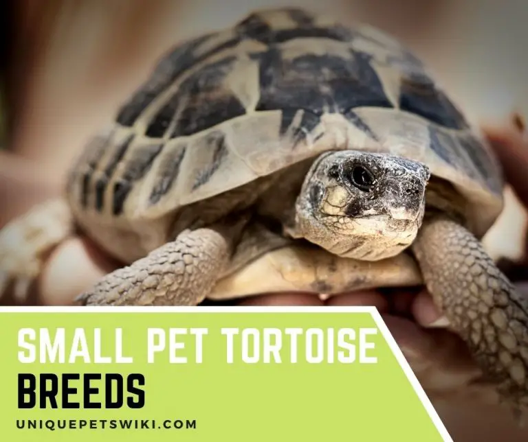 Top 6 Small Pet Tortoise Breeds That Stay Small