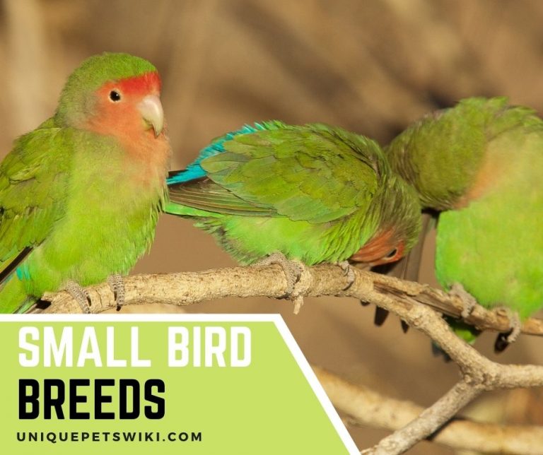 Top 10 Small Bird Breeds That Will Make Great Pets