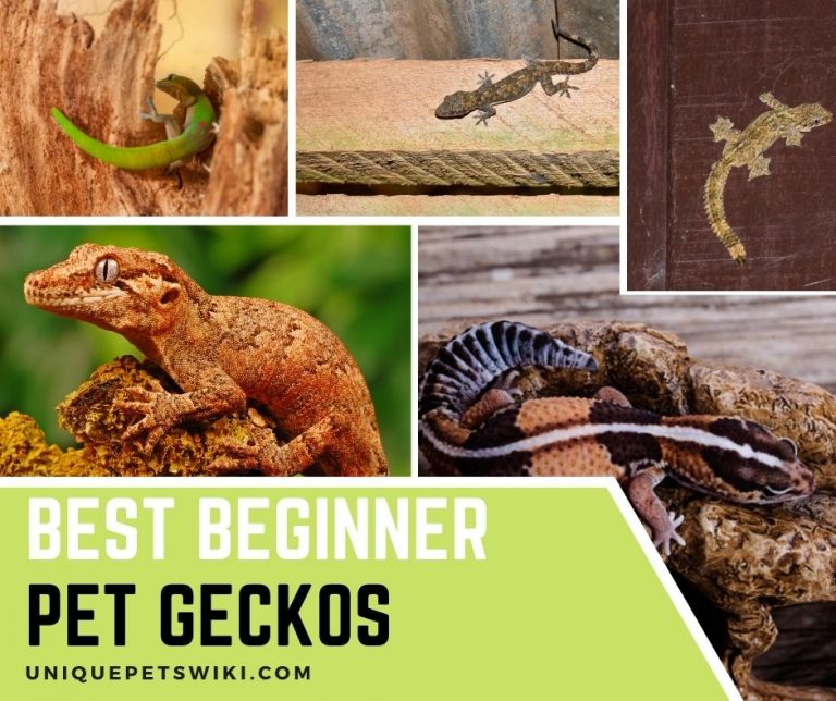 12 Best Beginner Pet Geckos That Are Easy To Care For