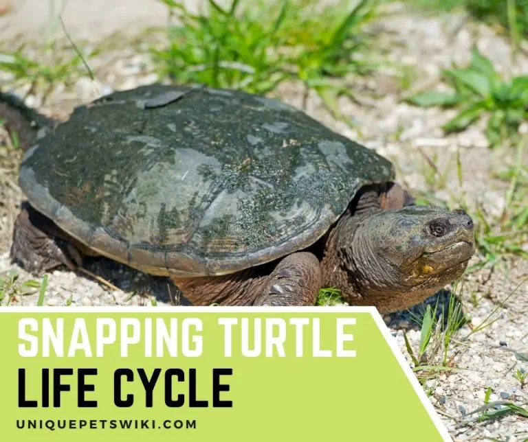 Snapping Turtle Life Cycle And Stages: A Must Read