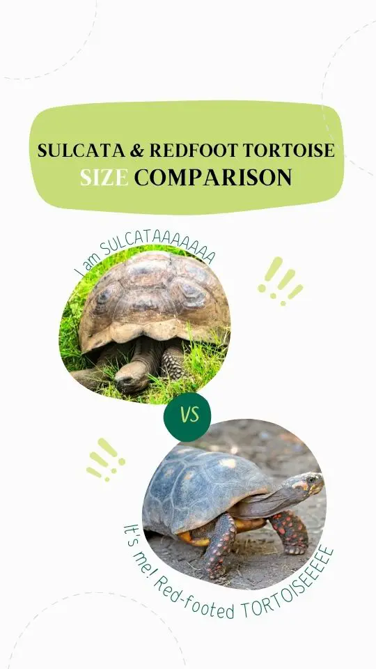 Sulcata vs. Redfoot tortoise