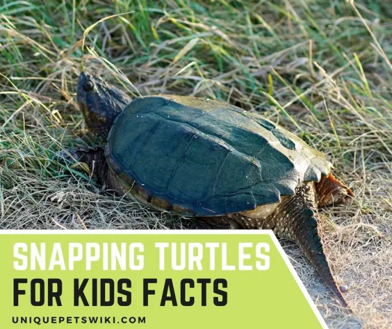 Snapping Turtles For Kids Facts: 5 Things You Should Know