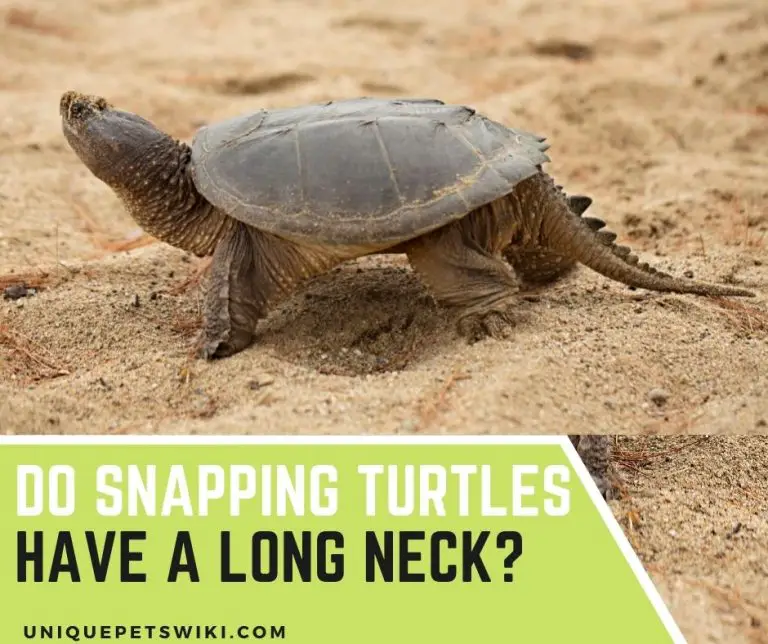 Do Snapping Turtles Have A Long Neck? 5 Important Facts Included