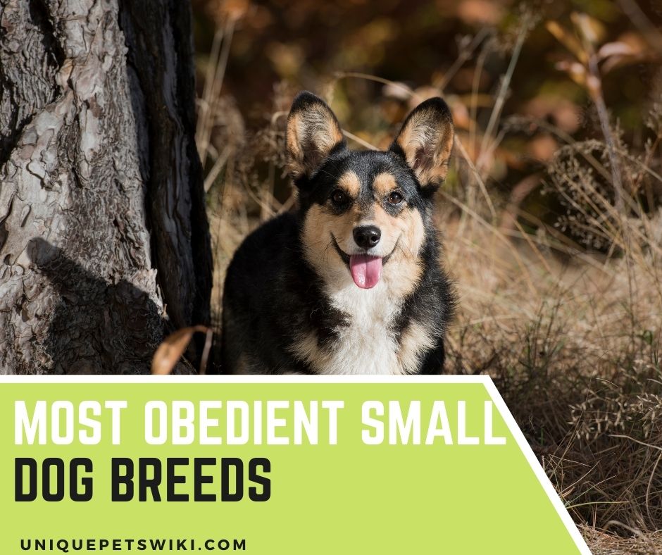 most obedient small dogs
