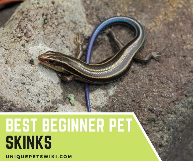 Top 9 Best Beginner Pet Skinks