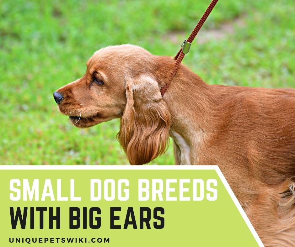 Top 5 Small Dog Breeds With Big Ears