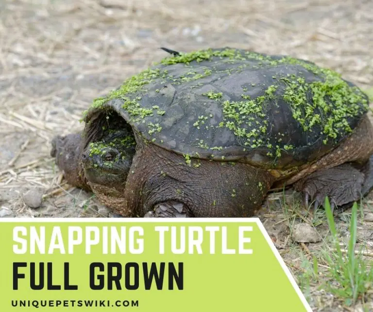 Snapping Turtle Full Grown How Long? Weight, Determine The Age