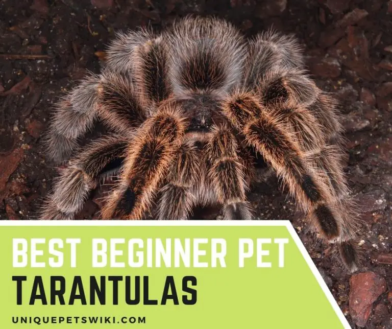 Top 12 Best Beginner Pet Tarantulas