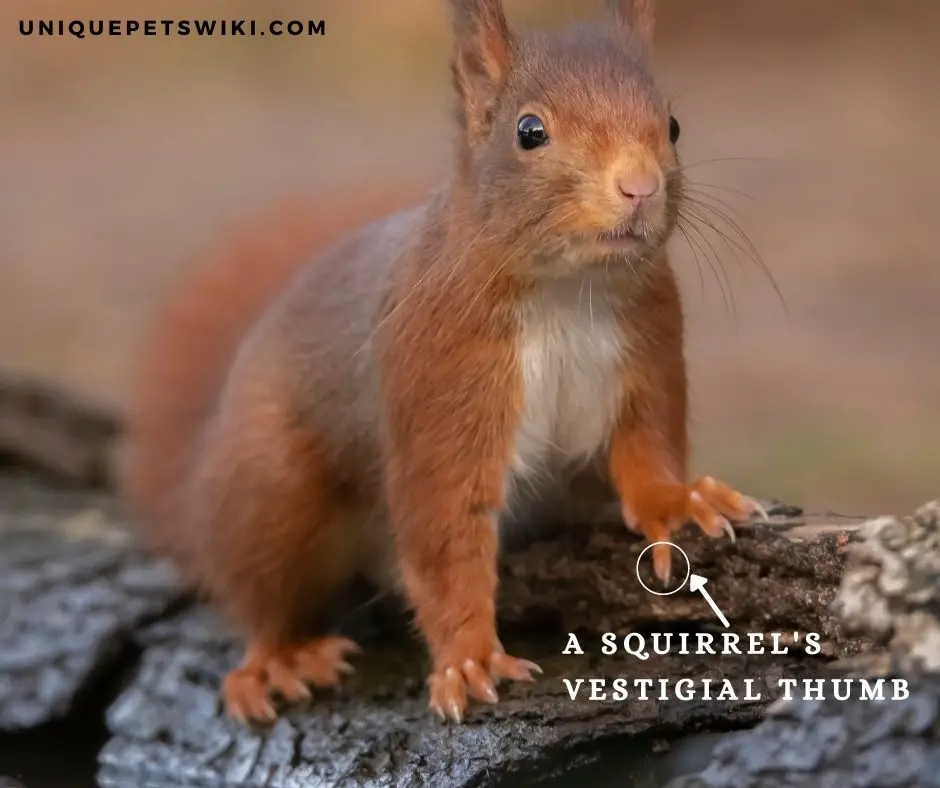 do squirrels have thumbs