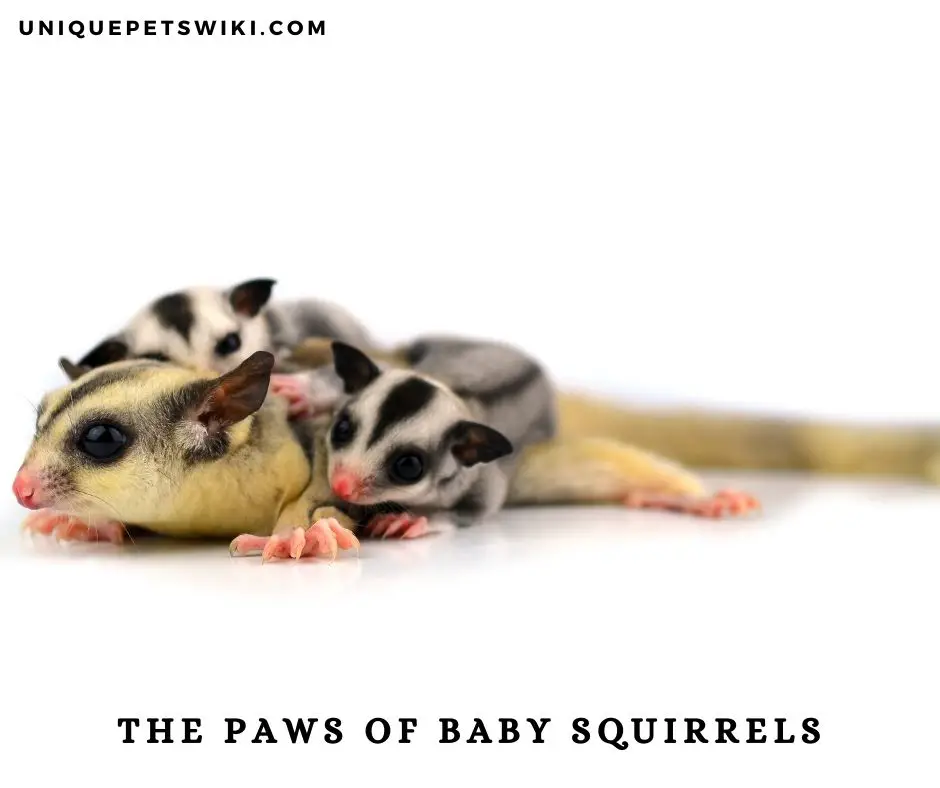 the paws of baby squirrels