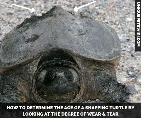 Telling the age of a wild snapping turtle by looking at the degree of wear and tear on the skin and shell