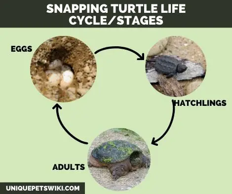 snapping turtle life cycle and stages
