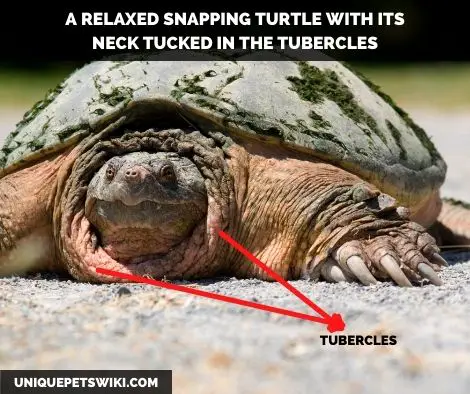 Do Snapping Turtles Have A Long Neck