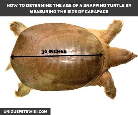 telling the age of snapping turtles by shell length