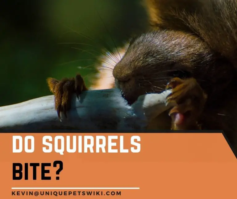 Do Squirrels Bite? 5 Causes, Treatment, and Prevention