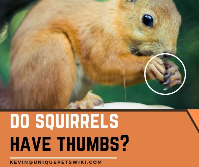 Do Squirrels Have Thumbs? 5 Squirrel Facts You Should Know