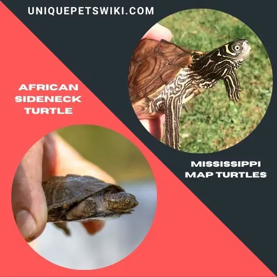 an African Side-neck Turtle and the Mississippi Map Turtles
