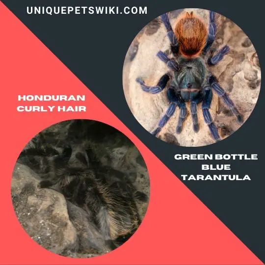 Green Bottle Blue Tarantula and Honduran Curly Hair Tarantula