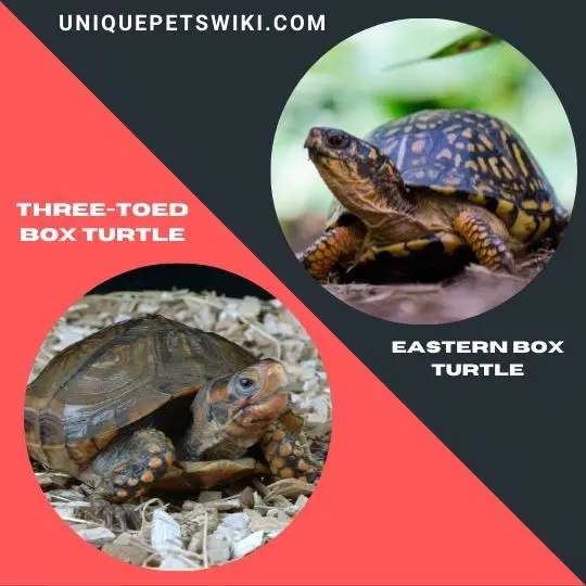Three-Toed Box Turtle and Eastern Box Turtle