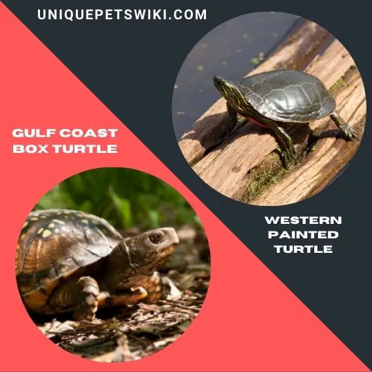 Gulf Coast Box Turtle and Western Painted Turtle