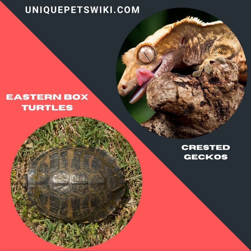 Eastern Box Turtles and Crested Geckos