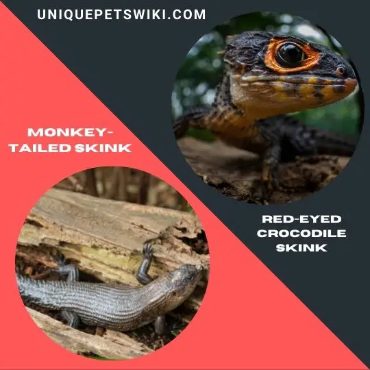 Monkey-Tailed Skink and Red-Eyed Crocodile Skink