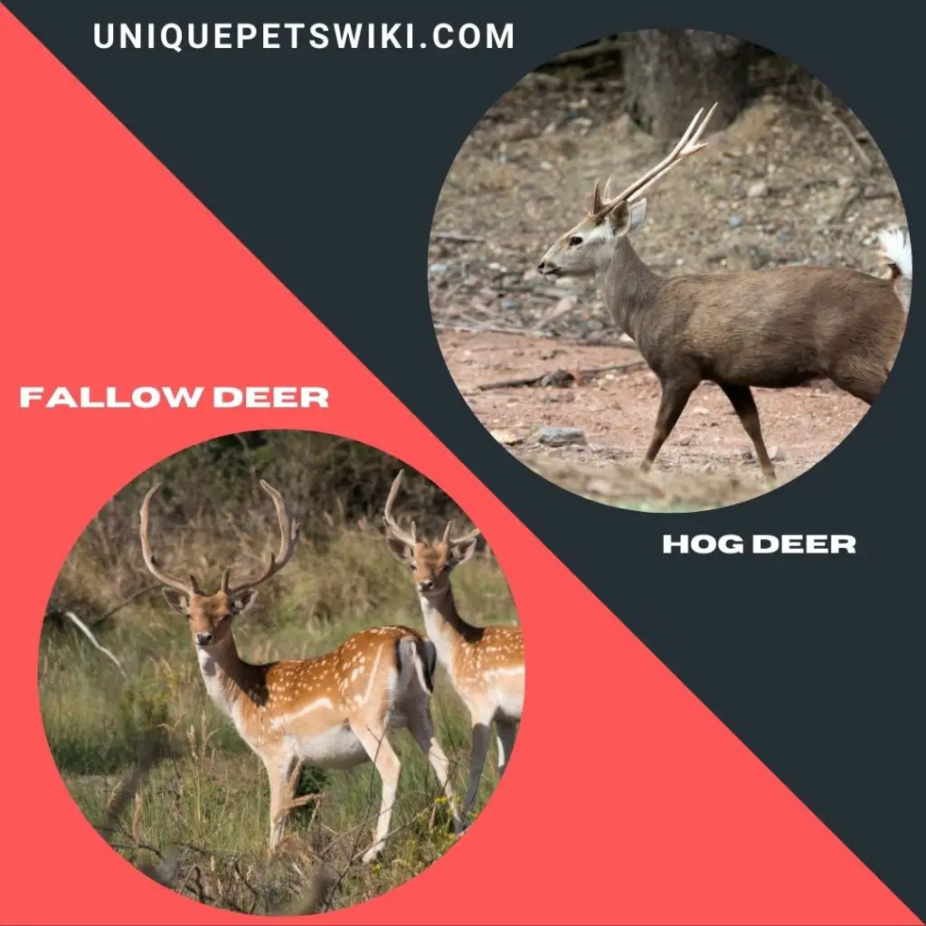 Fallow and Hog small deer breeds