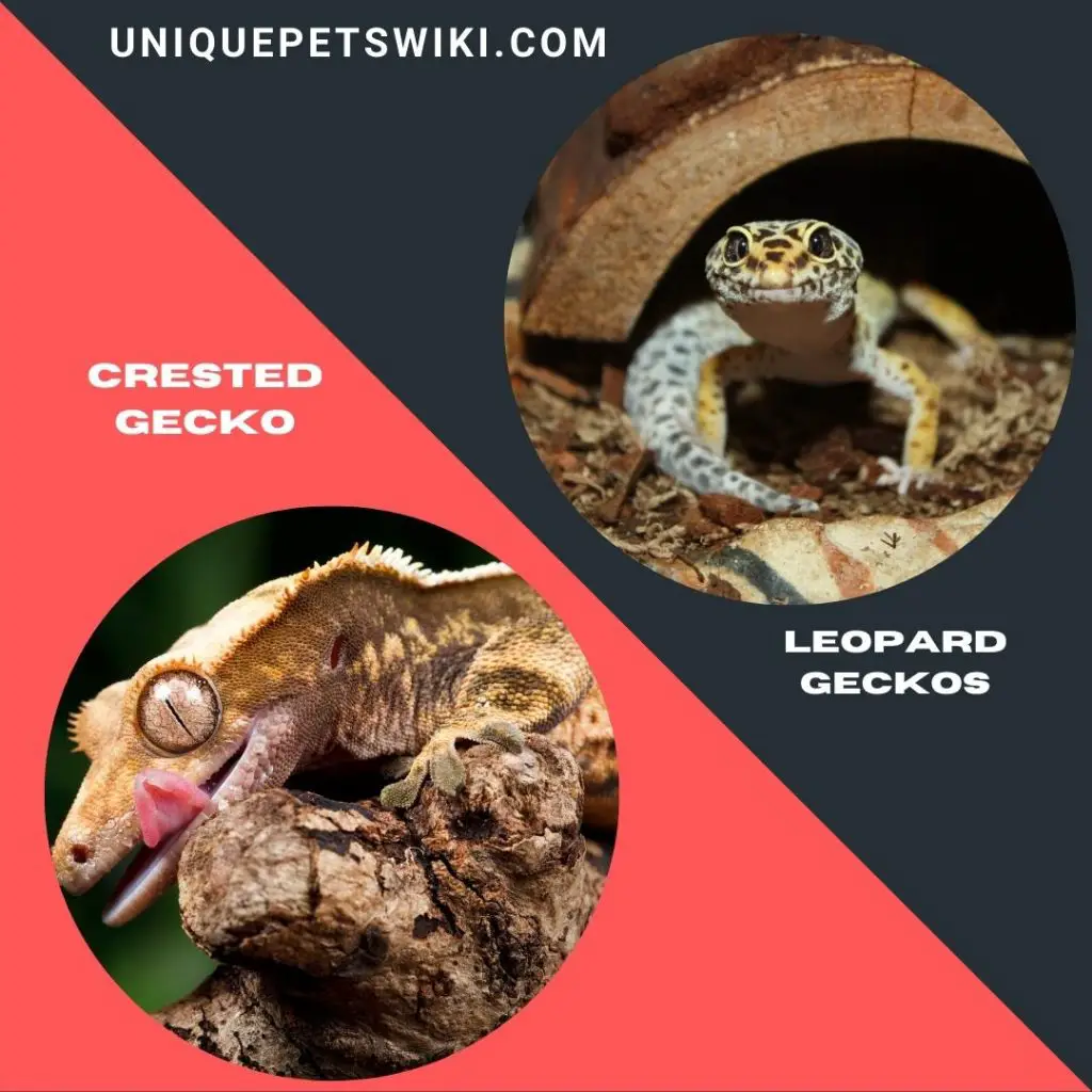 best beginner pet geckos