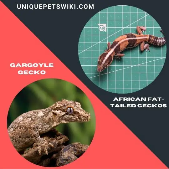 Gargoyle Gecko and African Fat-Tailed Geckos