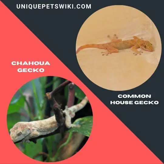 Chahoua Gecko and Common House Gecko